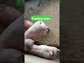 Feeding for my 8 heads pigs