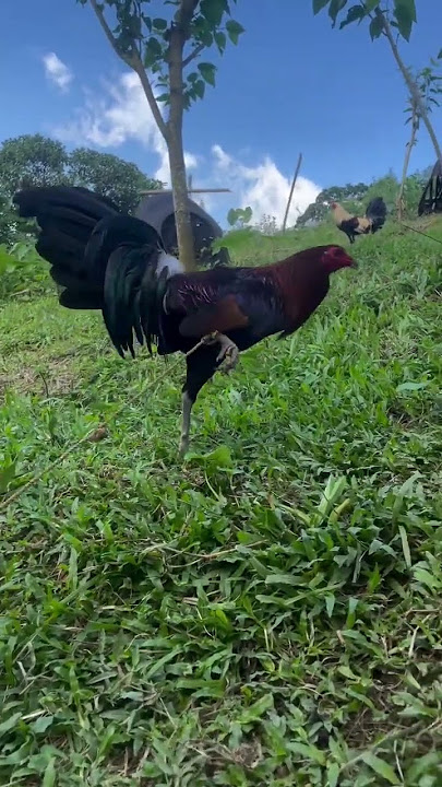 ayam gelap
