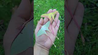 WOW! Chinese moon moths (Actias dubernardi) MALE AND FEMALE
