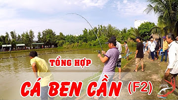 FISHING . TỔNG HỢP NHỮNG PHA BEN CẦN,GIẬT CÁ TRA ĐẦY KÍCH THÍCH.F2