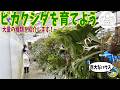 【植物】ビカクシダを育ててみませんか?(巨大ハウスで育てるビカクシダは凄かった!品種をご紹介致します)