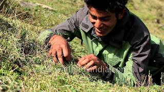 Cordyceps sinensis - the magical caterpillar-fungus that everyone seeks from the Himalaya!