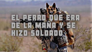 EL PERRO QUE ERA DE LA MAÑA Y SE VOLVIÓ SOLDADO