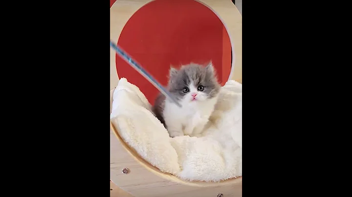 Watch the video about Cute little cat playful moments #shorts #cat #kitten#cuteanimals #catlover