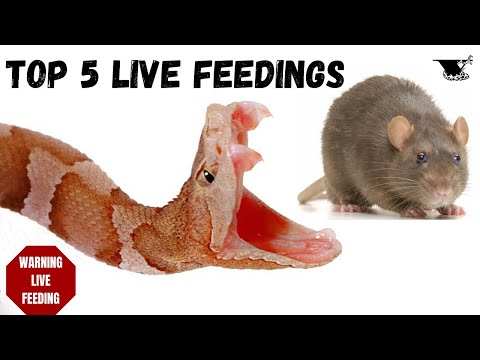 TOP 5 LIVE