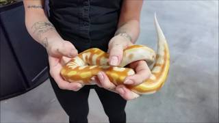 Albino Blood Pythons at LLLReptile