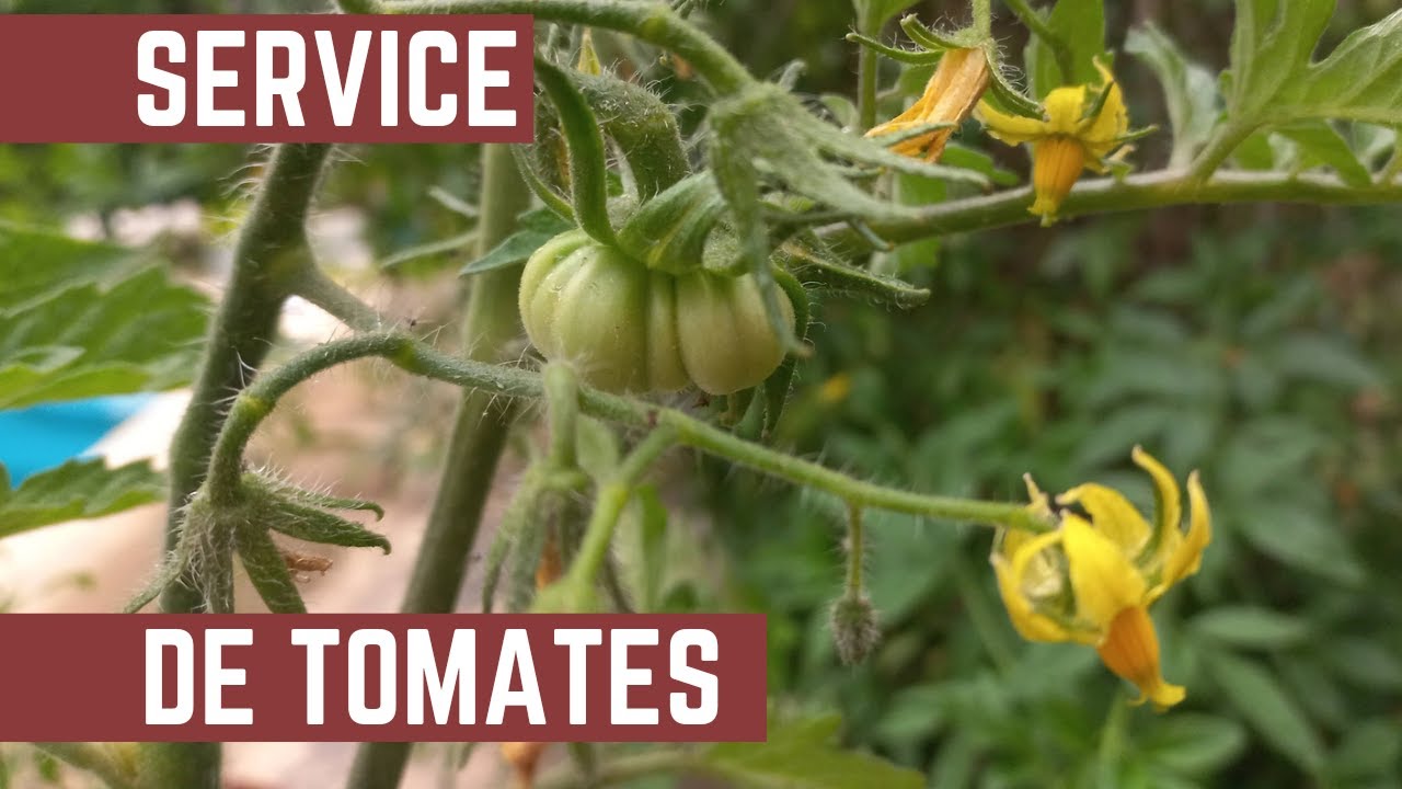 Como plantar tomates en casa