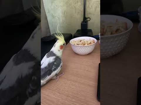 Corella parrot Gosha