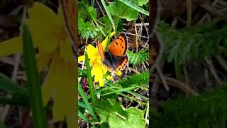 Small Copper Erfly And Dandelion Erflies And Plants