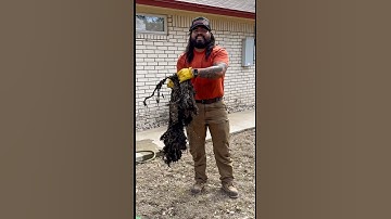 Tree roots in the septic tank #shorts