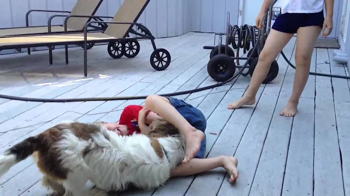 Little boy being mauled by a dog