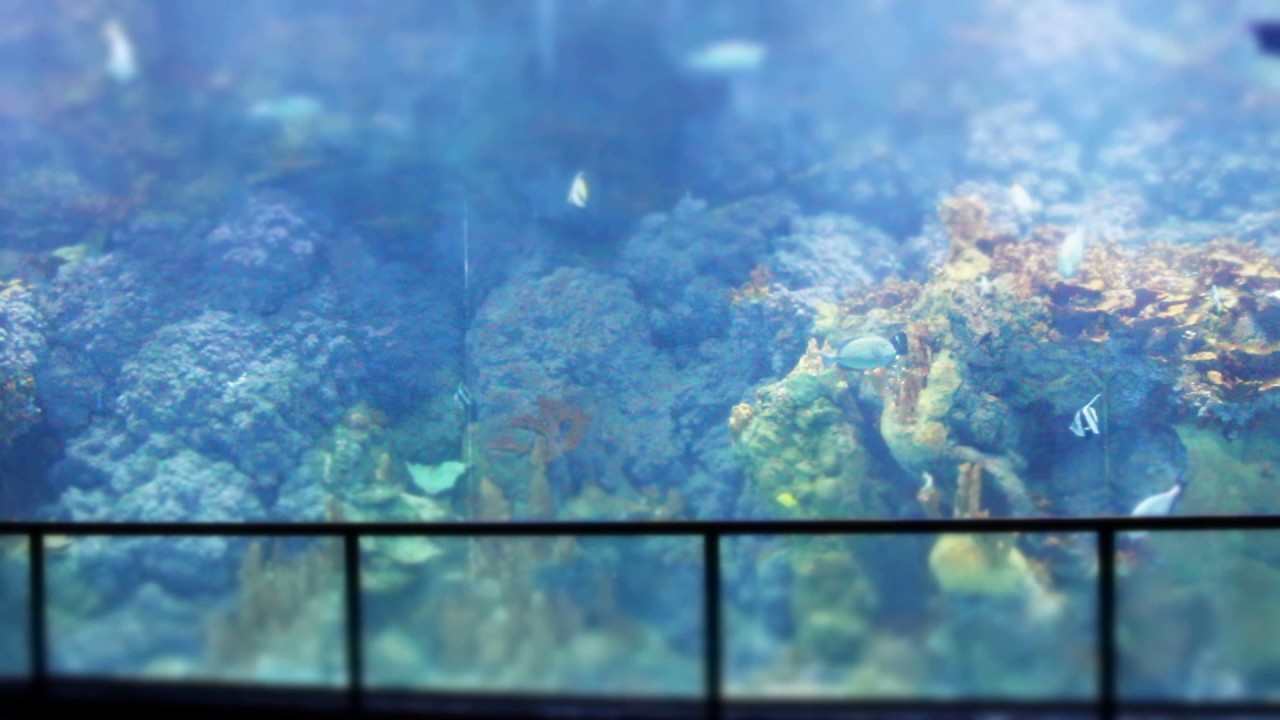 SeaWorld San Antonio aquarium - MaxresDefault