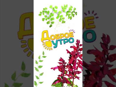 Доброе утречко! Солнечных улыбок!