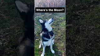 My Dog Knows What the Moon Is #dog #animals #dogs #dogtricks #malamute #funny #smart #wheresthemoon