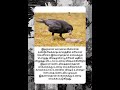 #youtube #shorts #Avasiyamkarpom #காகம் #crow