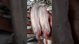 Amazing😱 Desi fish 🐟variety in local fish market 💯 #shorts #viral #fish