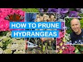 How to prune hydrangeas  in pots  borders pruning mopheads  lacecaps stepbystep