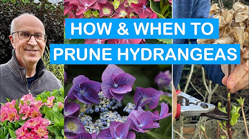 HOW & WHEN TO PRUNE HYDRANGEAS: PRUNING MASTERCLASS: pruning Mopheads & Lacecaps Step-By-Step