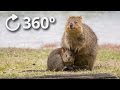 360º Quokkas - The Happiest Animal in the World - 4K