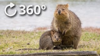 360º Quokkas  The Happiest Animal in the World  4K