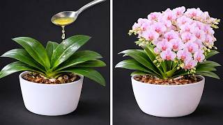 🌸Just do this! A flowerless orchid will suddenly bloom profusely. screenshot 3