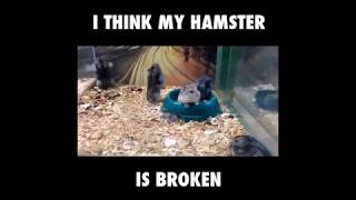 Broken Hamster