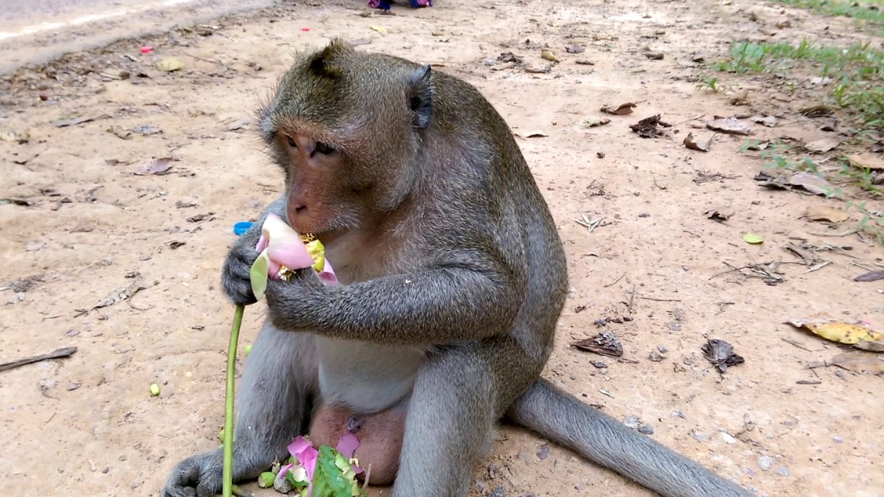 King monkey eating lotus flower YouTube