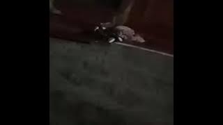 Mimpi sedih