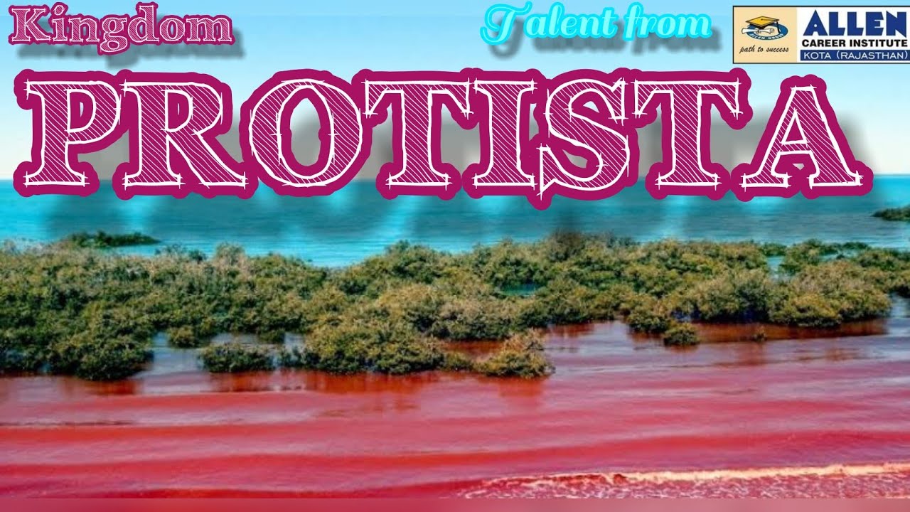 KINGDOM PROTISTA || PLANT DIVERSITY || UNICELLULAR EUKARYOTE || MSD SIR || ALLEN KOTA |