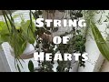 String of Hearts Plant Care &amp; Propagation Tropical Houseplant Ceropegia Woodii