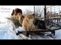 Winter,  Siberia 10 Cats and horse Yasha, Зима, Катание на санях, Сибирские Кошки, конь Яшка