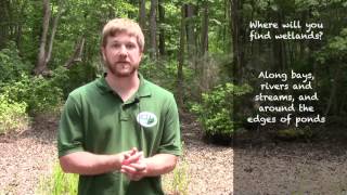 Wetlands 101 - What is a Wetland?