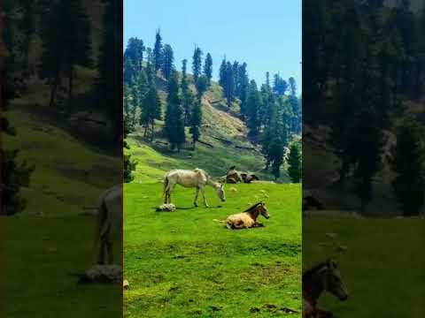 اللہ نے  گھوڑوں کو کس لۓ پیدا کیا اس ویڈیو میں سنو گے