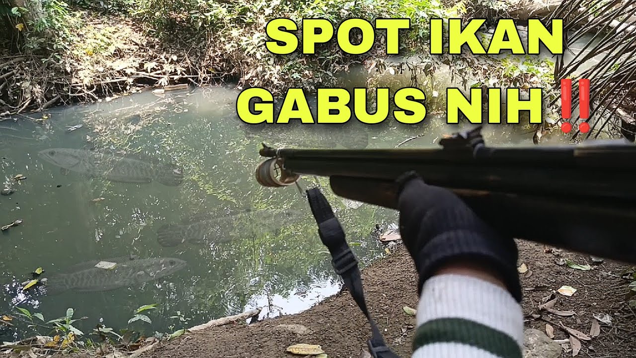 maser ikan di spot sarangnya ikan gabus ngumpul ‼️