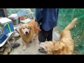 畑で遊んでたらじいちゃんが来て嬉しいゴールデンレトリバー 6月24日