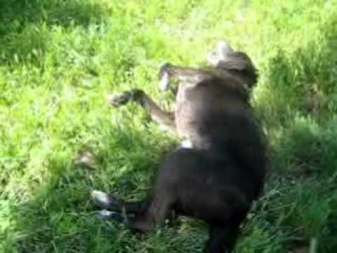 Kero feliz retozando en la hierba. farmers insurance