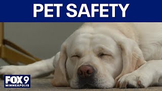 How to keep pets safe on the Fourth of July