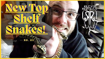 New Top Shelf Snakes! - no. 111