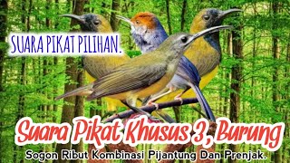 SUARA PIKAT SOGON RIBUT KOMBINASI. PIJANTUNG DAN PRENJAK. SUARA PIKAT PILIHAN..