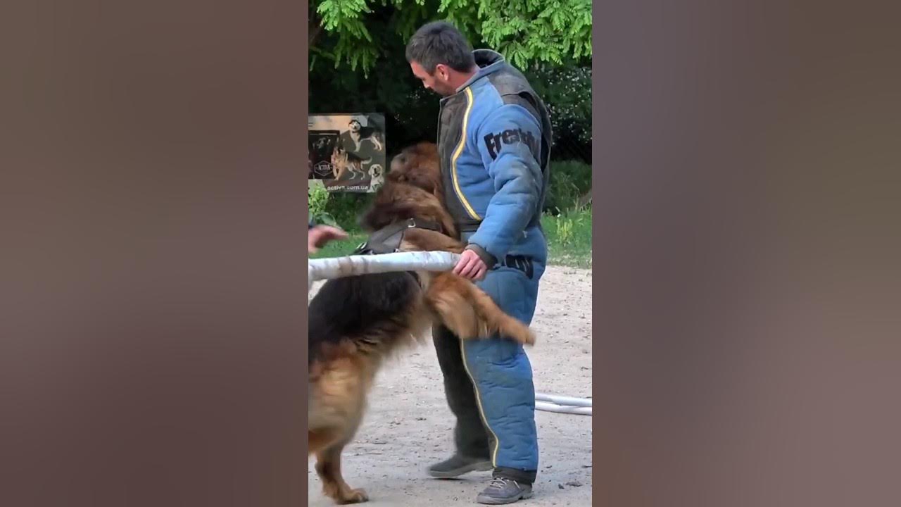 Супер-собака Зевс. Немецкая овчарка. Дрессировка собак СТРАЖ Одесса ...