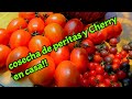 cosecha de tomates perita y Cherry orgánicos en casa