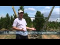 Virtual Orchard Tour Stonefruit Field Laboratory Tatura Part 3