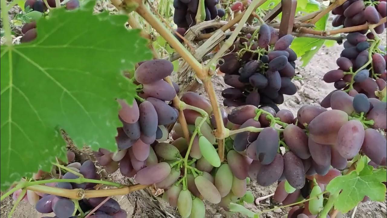 Характеристика сорта винограда "байконур" Pot Flowers