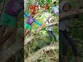 തോട്ടിൽ പോവാം@Dhilu's vlog#youtube short video#short video#viral video#