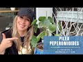 👩🏼‍🌾 Problemas comunes de la Pilea Peperomioides, como la cuido