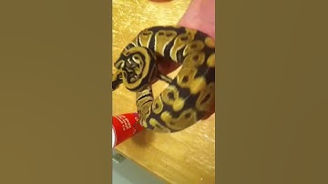 100% het for clown ball python