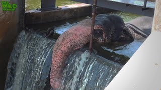 Elephant rescue mission: STUCK ON A DAM!