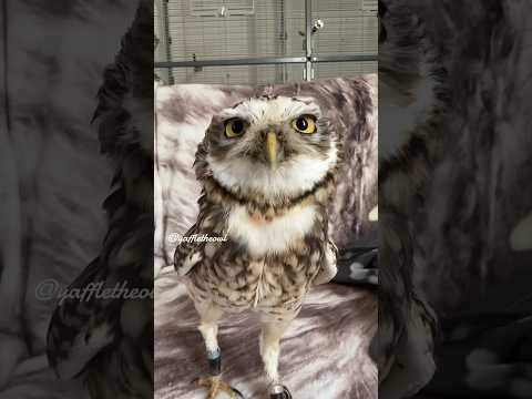 When owls have