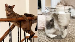 Funny Cats That Think They're God's Gift