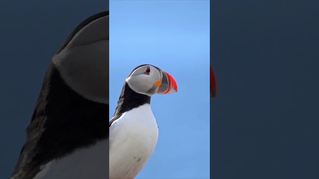 Puffin Paradise: A Brief Encounter with the Playful Clown of the Seas 🐧📷 | 